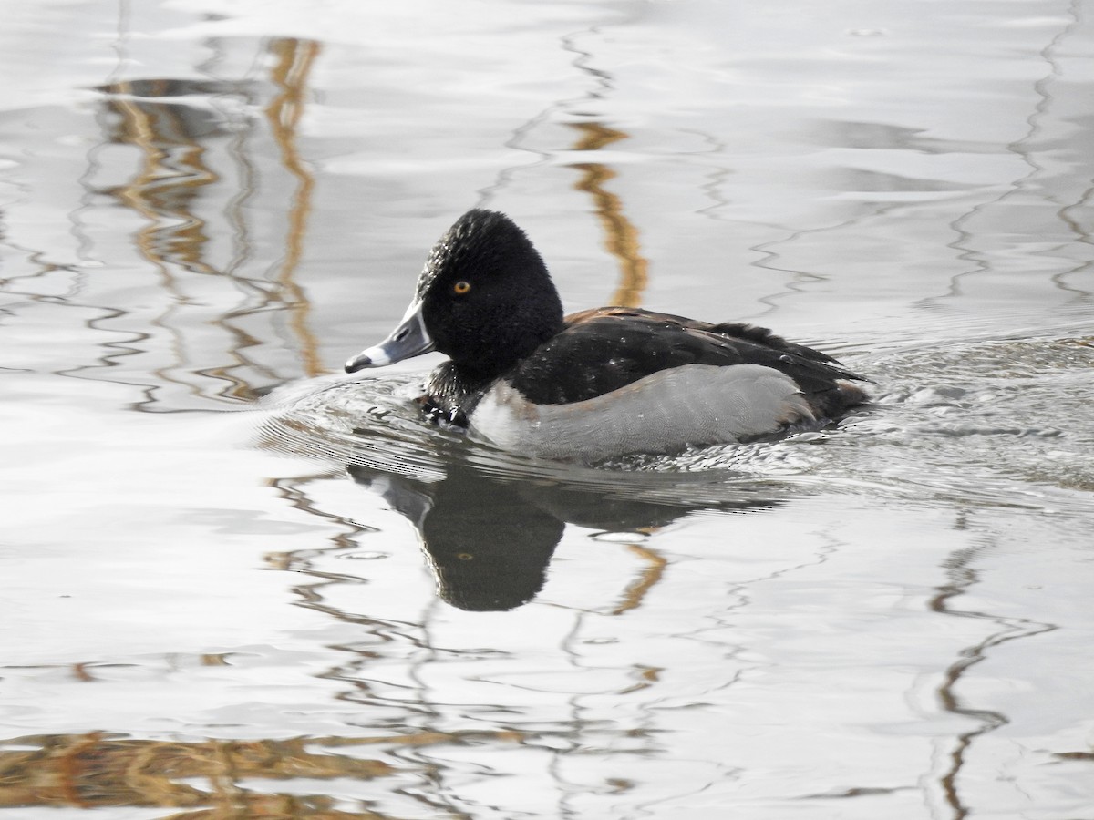 Ring-necked Duck - Mary Rumple