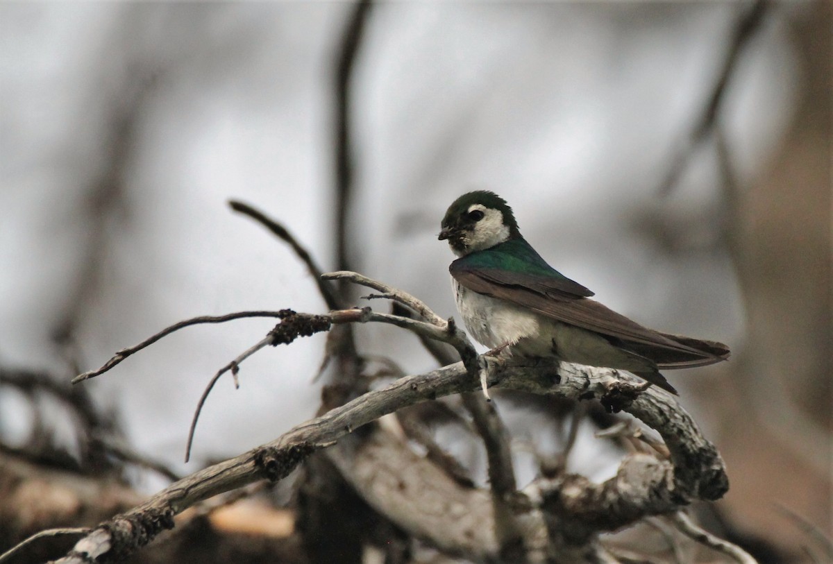 Violet-green Swallow - ML470028661