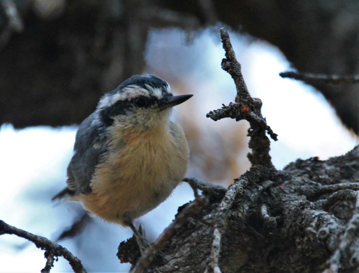 Red-breasted Nuthatch - ML470029081