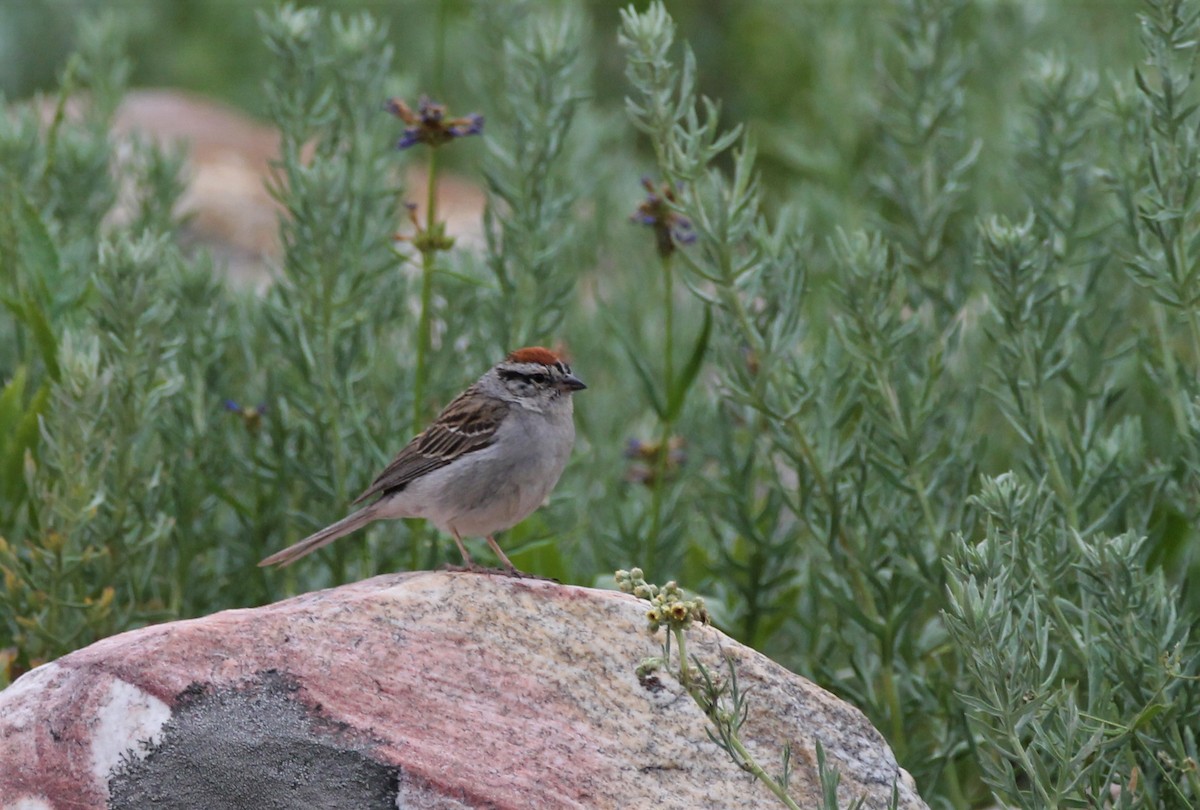 Chipping Sparrow - ML470030671