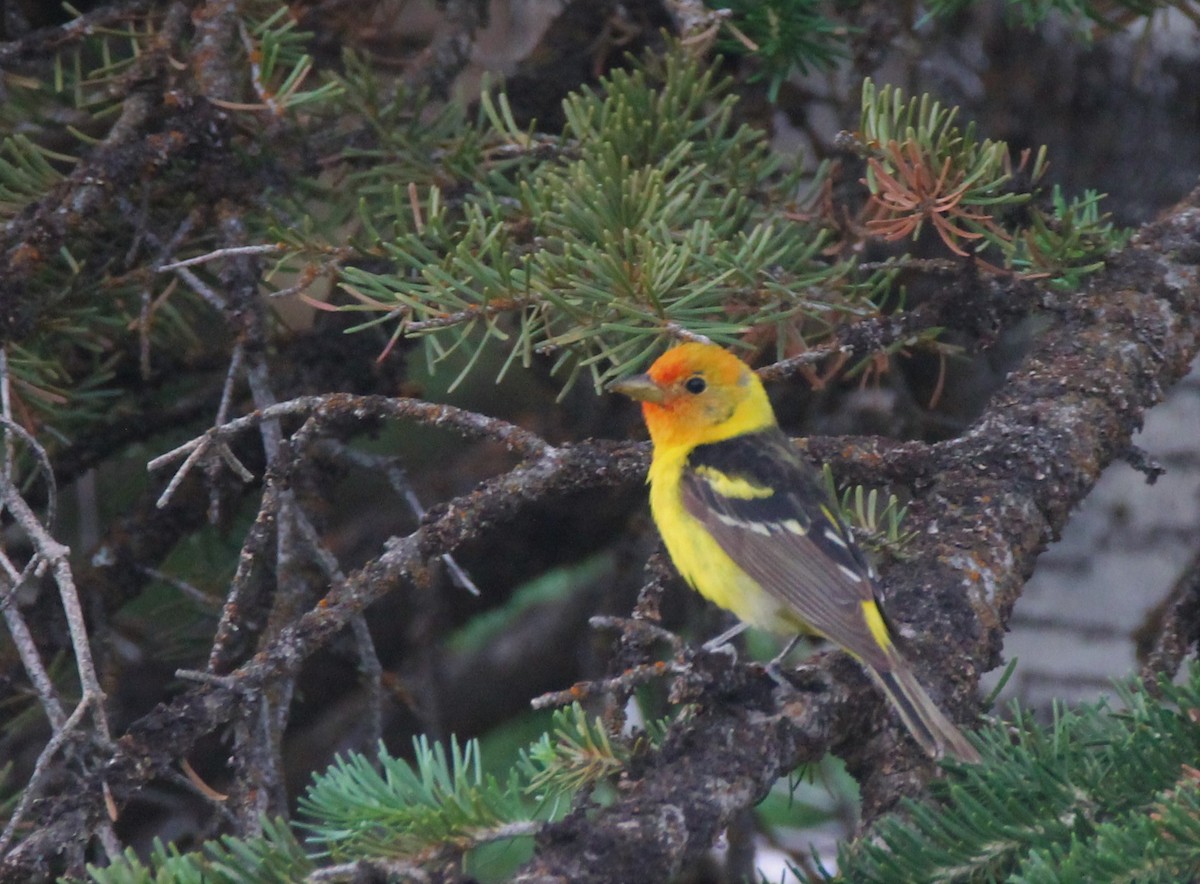 Western Tanager - ML470030761