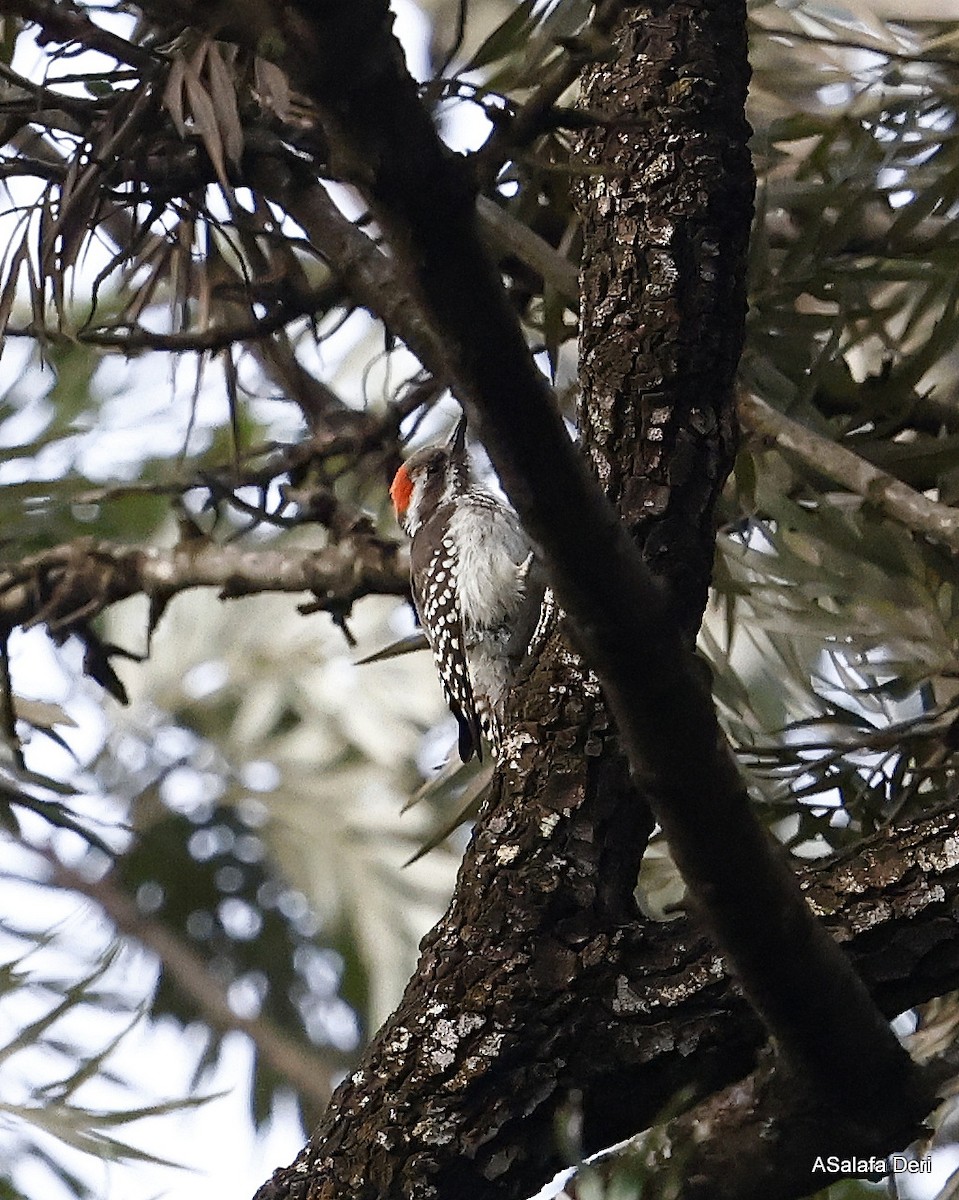Brown-backed Woodpecker - ML470038791