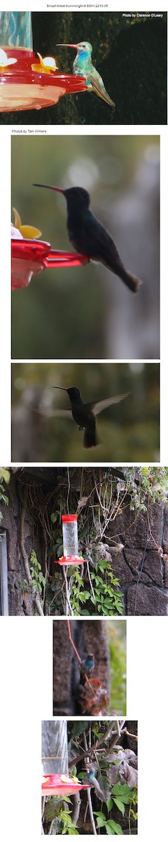 Broad-billed Hummingbird - Oregon Bird Records Committee OBRC