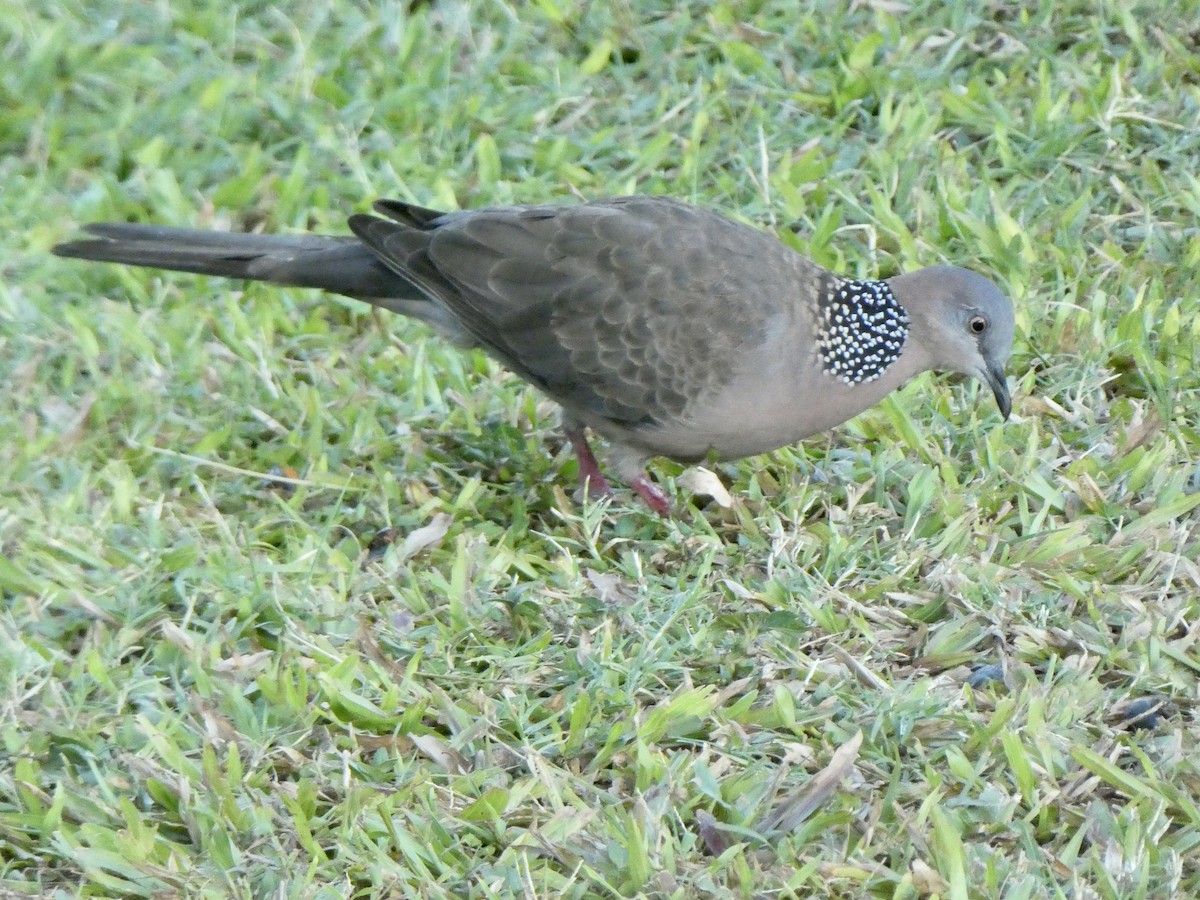Spotted Dove - ML470049661