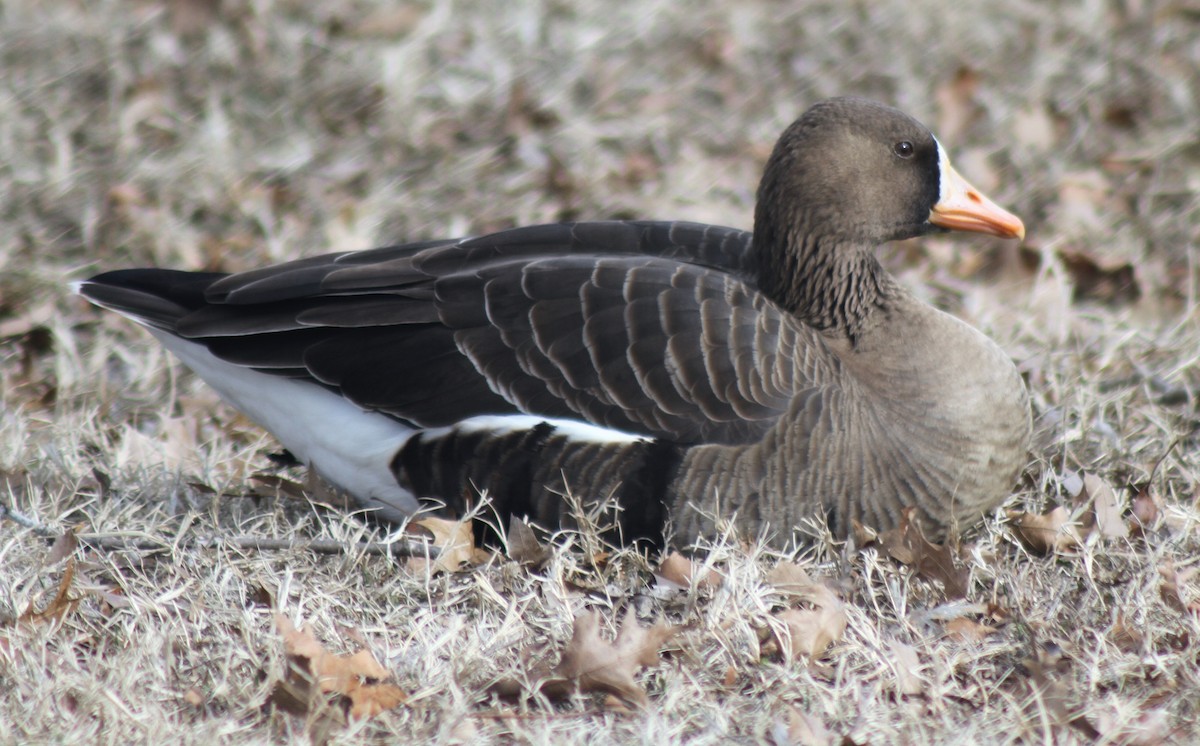 Greater White-fronted Goose - ML47005161