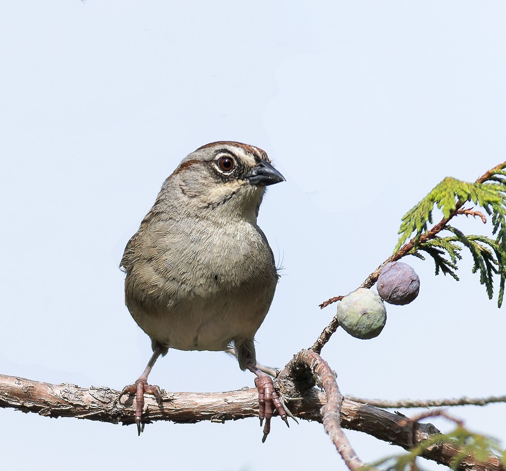 Oaxaca Sparrow - ML470052631