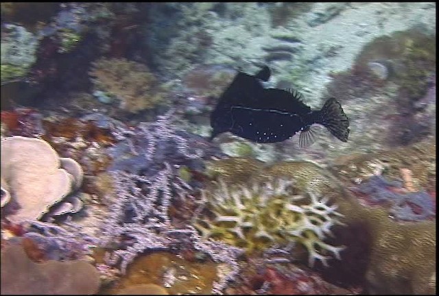 Reticulate boxfish - ML470063