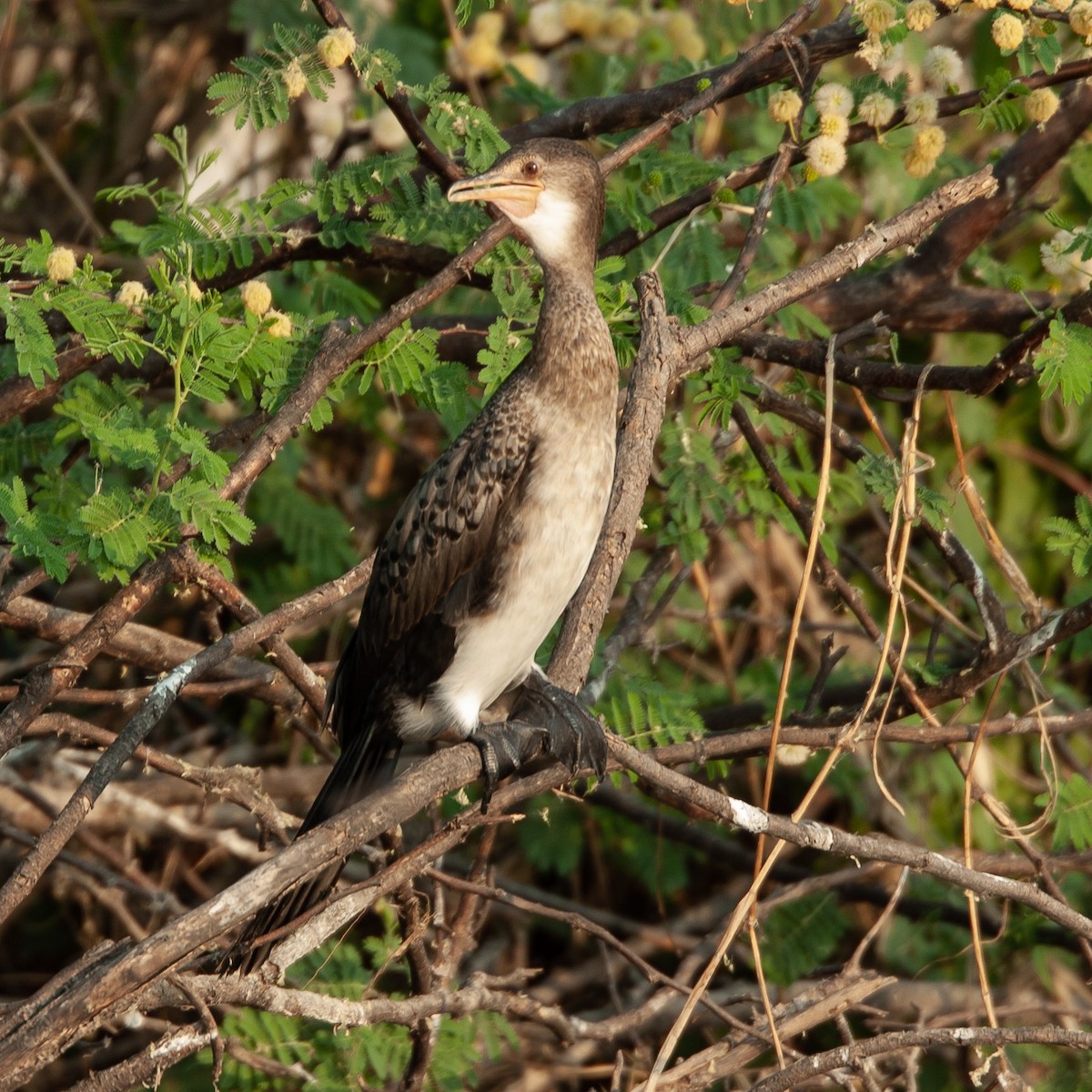 Long-tailed Cormorant - ML470065181