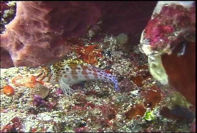 Coral hawkfish - ML470069