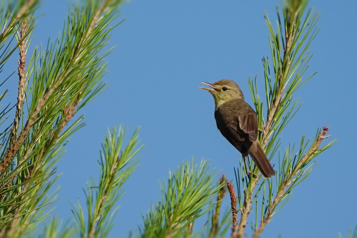 Melodious Warbler - ML470074861