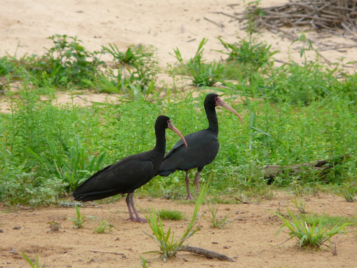 ibis tmavý - ML47008051