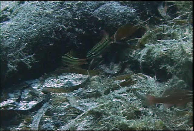 Cardinalfishes - ML470081