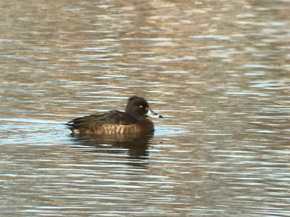Tufted Duck - Rob Fowler