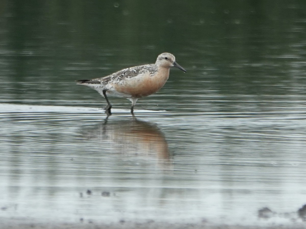 Red Knot - ML470091911