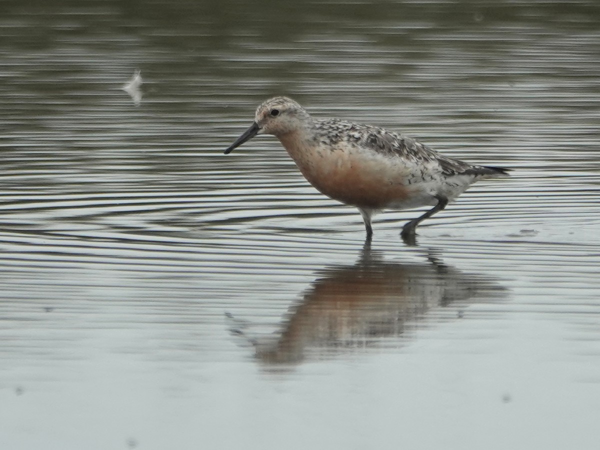 Red Knot - ML470092631