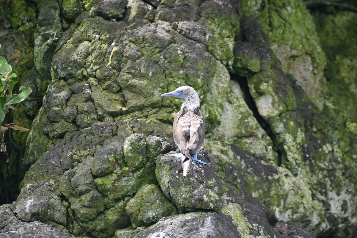 Blue-footed Booby - ML470093031
