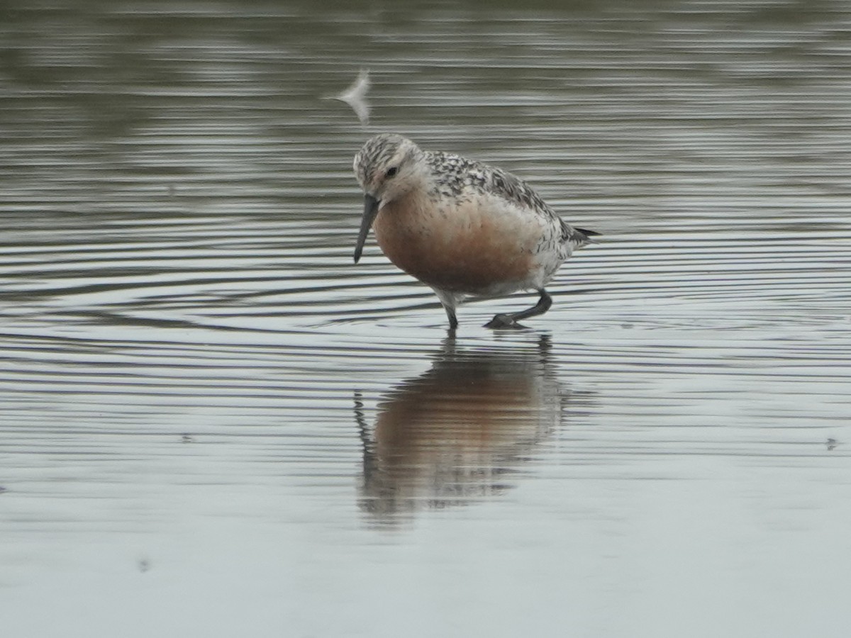 Red Knot - ML470093211