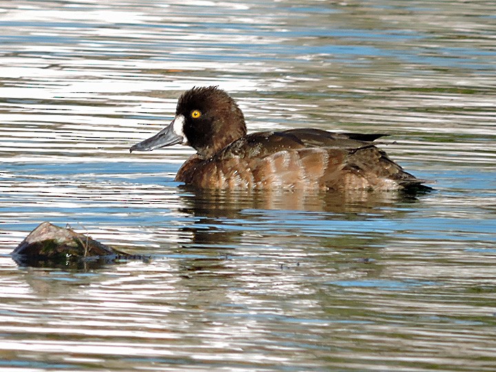 Greater Scaup - Denny Granstrand