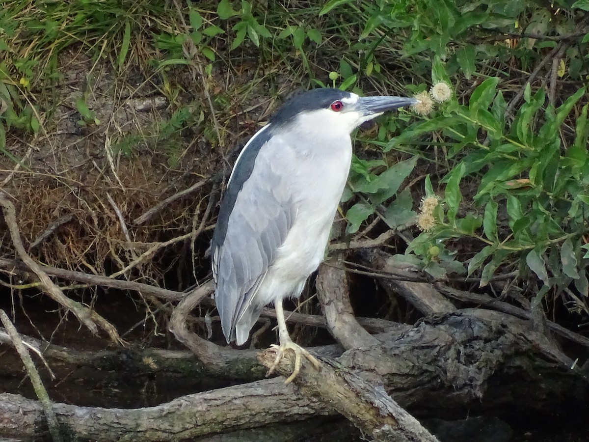 ML470097821 - Black-crowned Night Heron - Macaulay Library