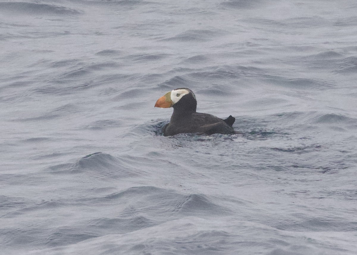 Tufted Puffin - ML470099201