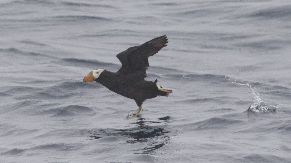 Tufted Puffin - ML470099211