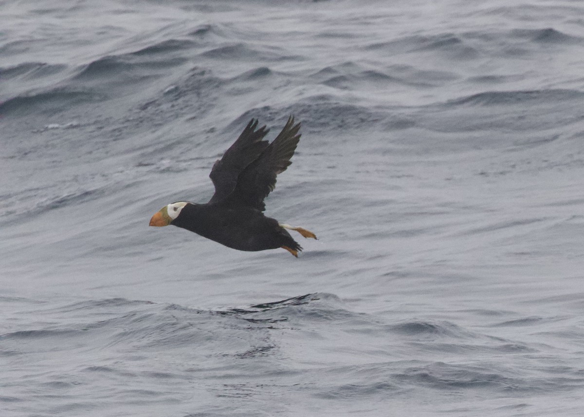 Tufted Puffin - ML470099221
