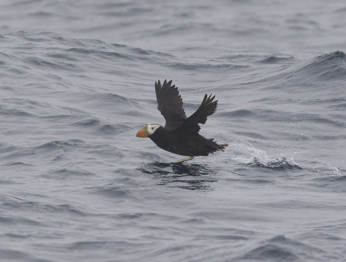 Tufted Puffin - ML470099231