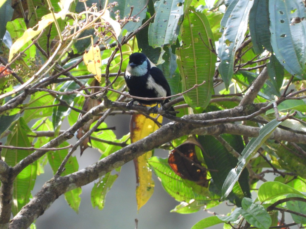 Green-throated Tanager - ML470100671