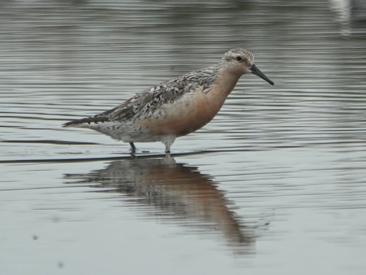 Red Knot - ML470101361