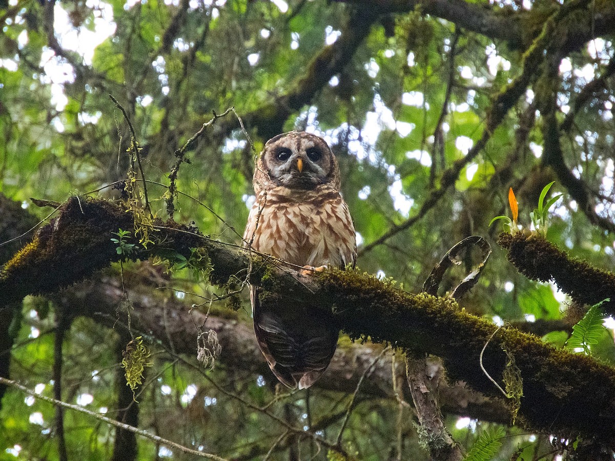 Fulvous Owl - ML470102361
