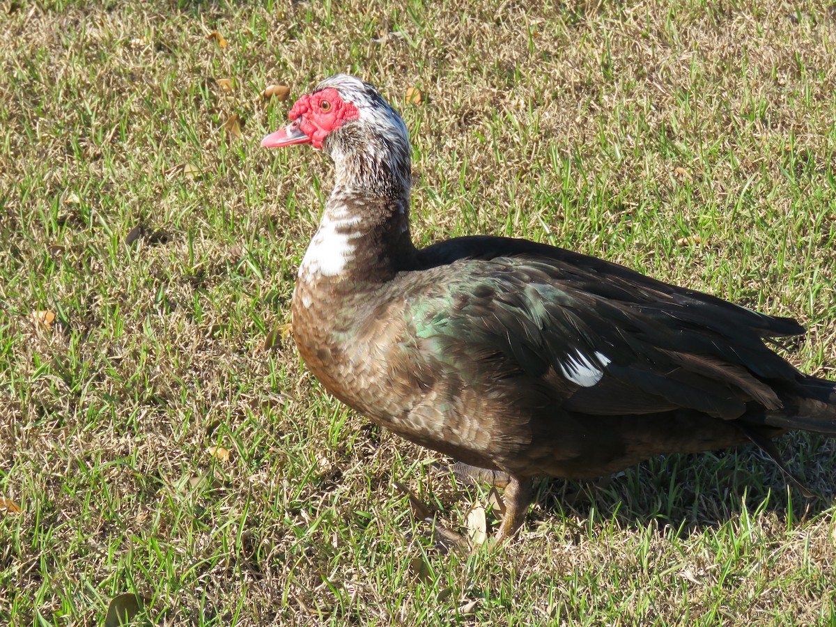 Muscovy Duck (Domestic type) - ML47010471