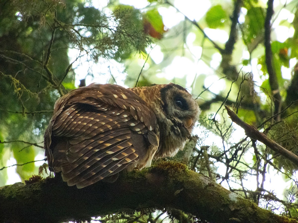 Fulvous Owl - Edgardo Orozco Díaz (Birding Guide) WhatsApp: +502 4809 2787📍San Marcos, Guatemala
