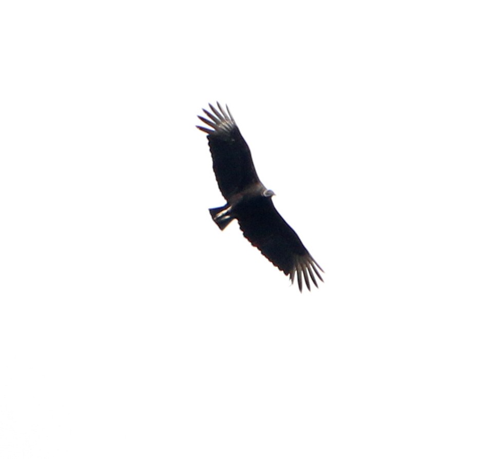 Black Vulture - ML470105031