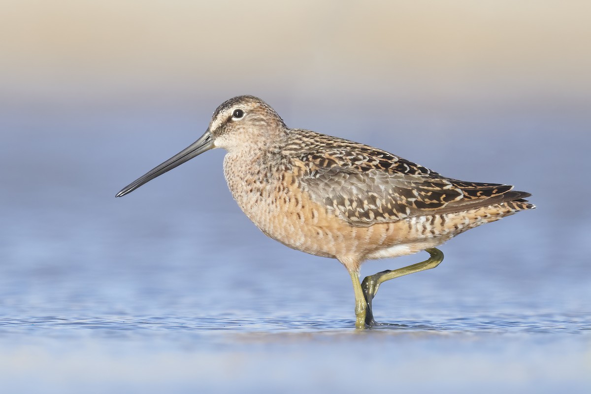 Long-billed Dowitcher - ML470107091