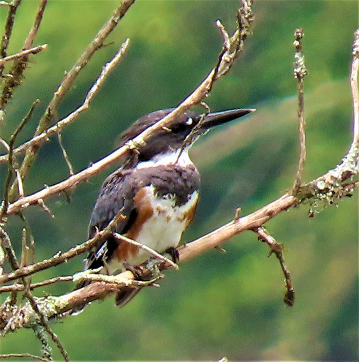 Belted Kingfisher - ML470112361