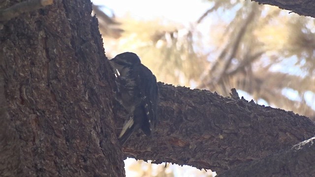Black-backed Woodpecker - ML470113201