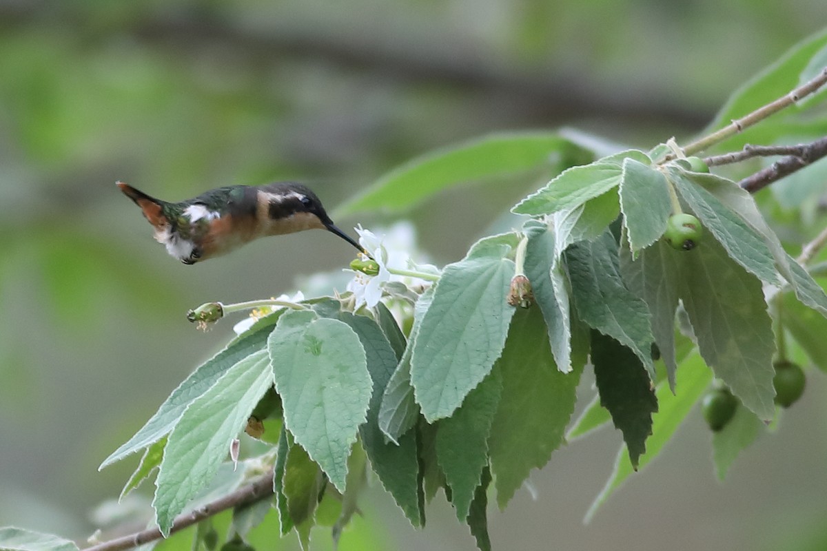 esmeraldaskolibri - ML47011531