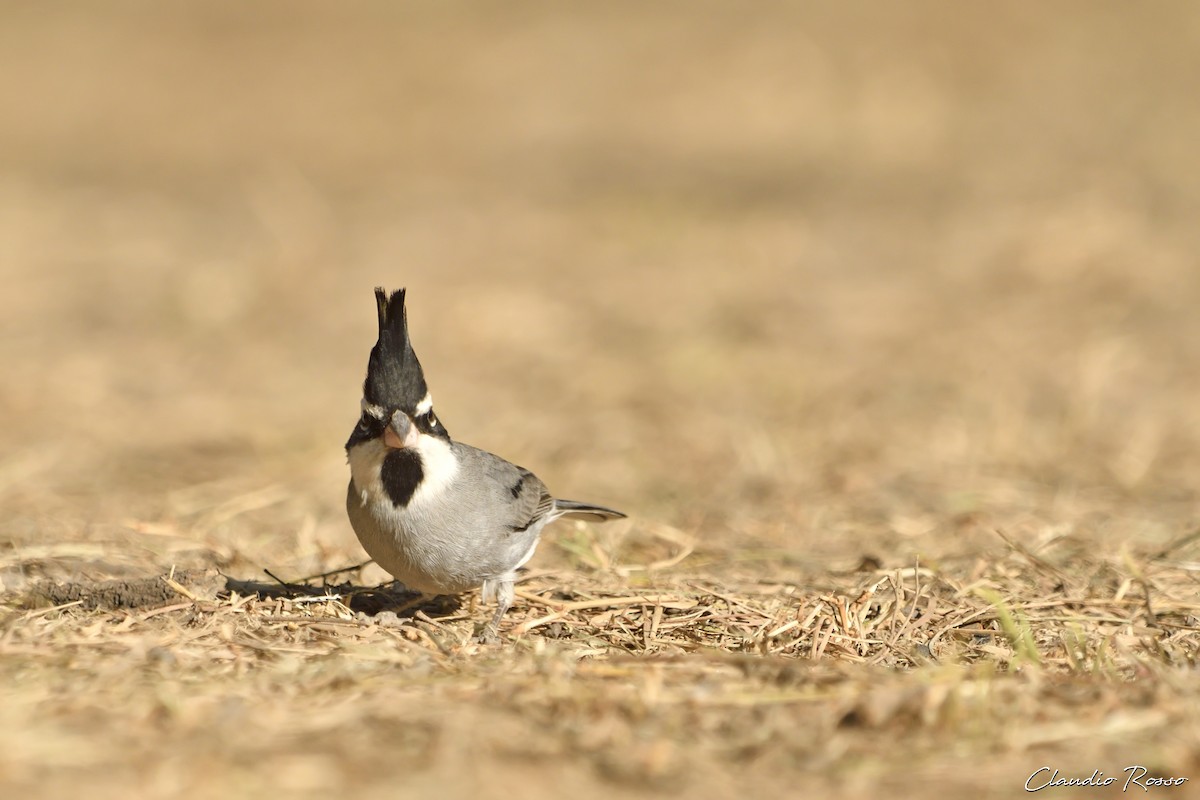 Black-crested Finch - ML470115481