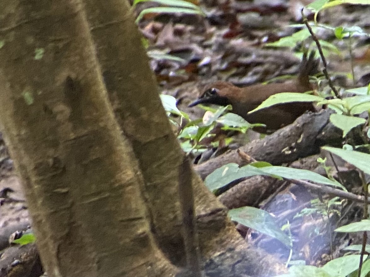 Black-faced Antthrush (Central American) - ML470115801