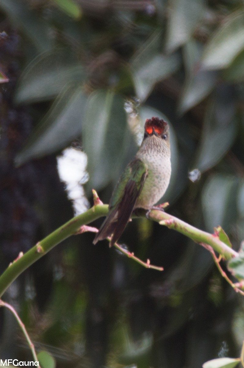 Green-backed Firecrown - ML470117681