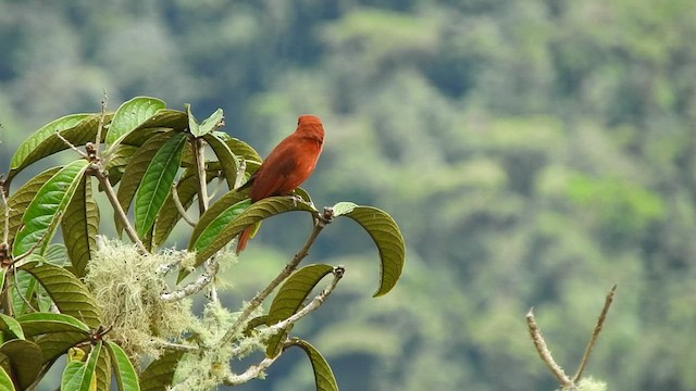 Hepatic Tanager - ML470120271