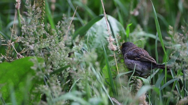 Band-tailed Seedeater - ML470123
