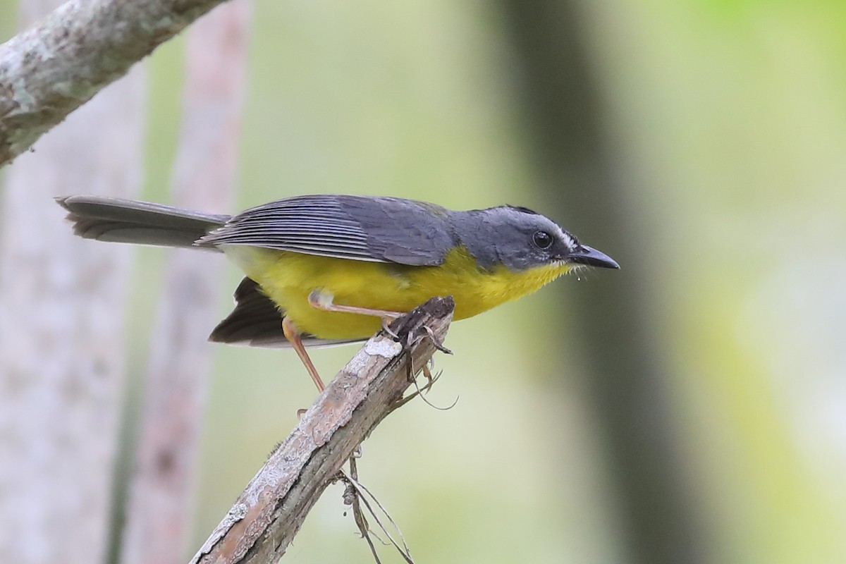 Gray-and-gold Warbler - Graham Montgomery