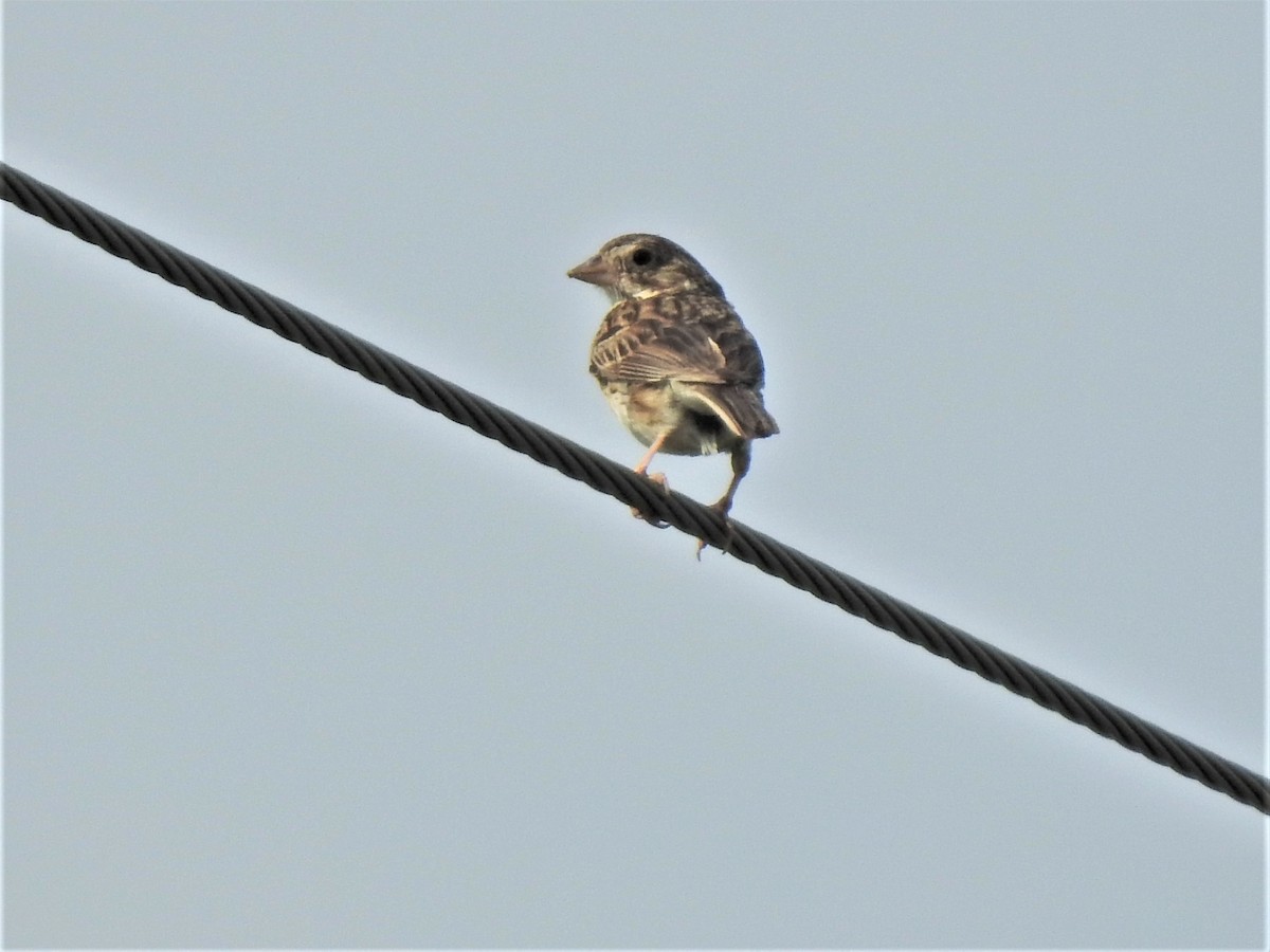 Vesper Sparrow - ML470128121