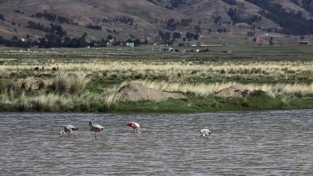 Chilean Flamingo - ML470131