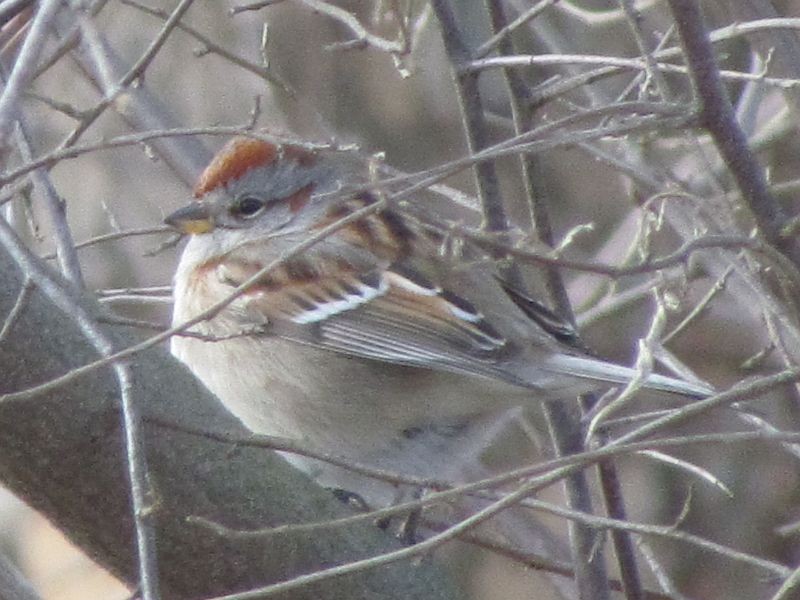 American Tree Sparrow - ML47013141