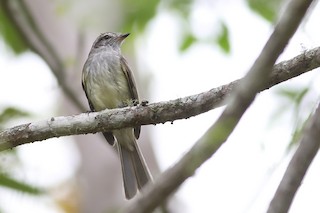 Pacific Elaenia - Myiopagis subplacens - Birds of the World