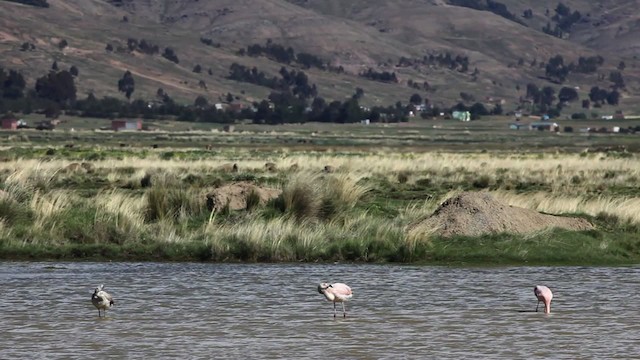 Чилийский фламинго - ML470132