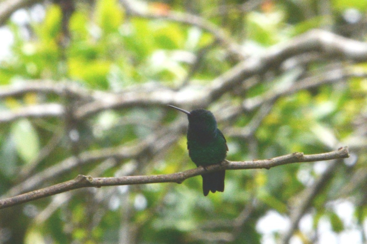 Steely-vented Hummingbird - Licinio Garrido Hoyos