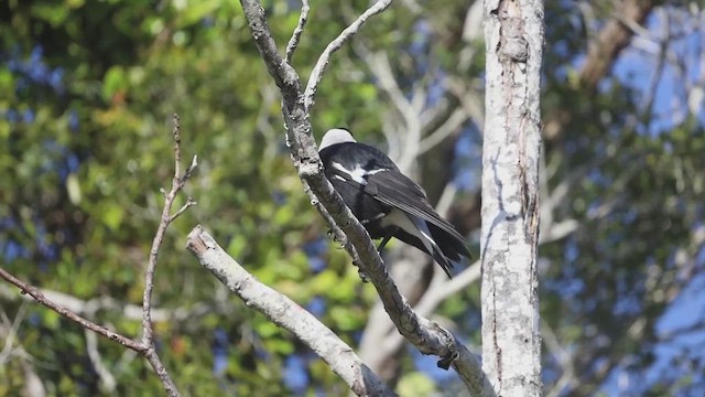 Australian Magpie (Black-backed) - ML470135631